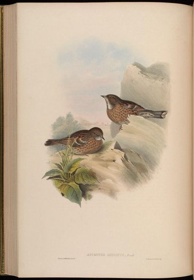 Accentor altaicus by John Gould